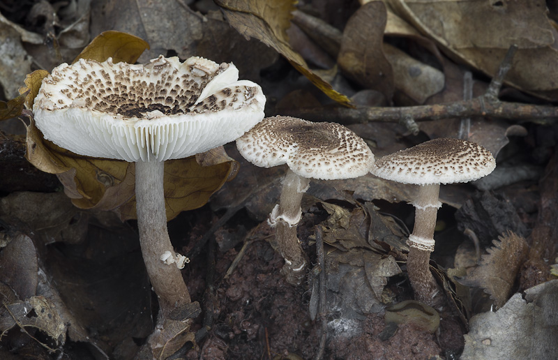 Lepiota pseudolilacea